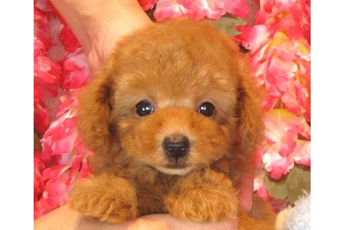 成約済の茨城県のトイプードル-35759の4枚目