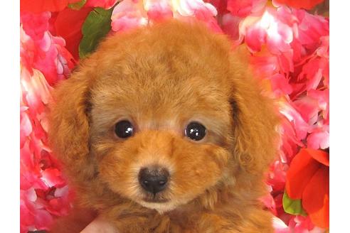 成約済の茨城県のトイプードル-35759の5枚目