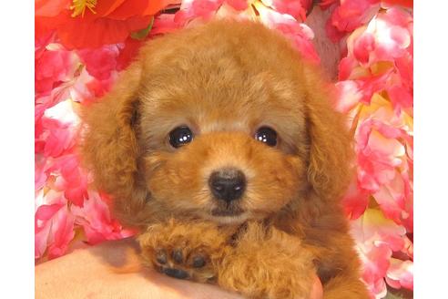 成約済の茨城県のトイプードル-35759の1枚目