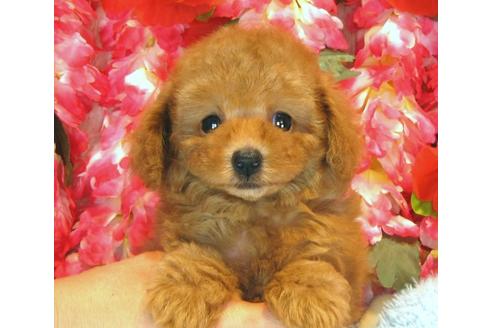 成約済の茨城県のトイプードル-35759の2枚目