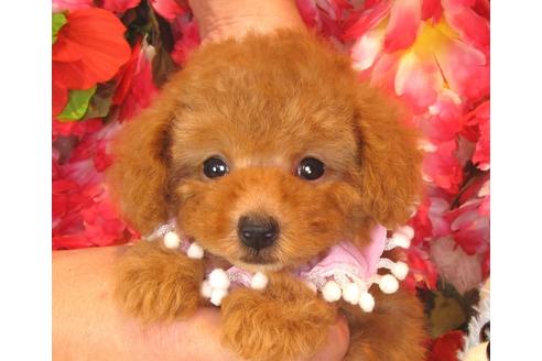 成約済の茨城県のトイプードル-35759の3枚目