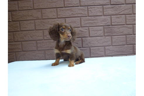 成約済の埼玉県のカニンヘンダックスフンド-35764の4枚目