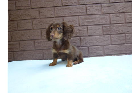 成約済の埼玉県のカニンヘンダックスフンド-35764の3枚目