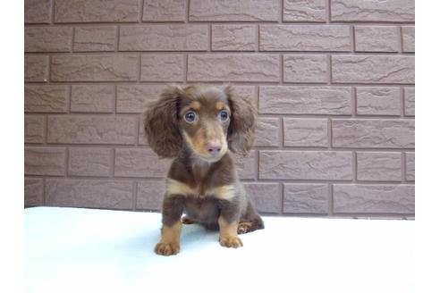 成約済の埼玉県のカニンヘンダックスフンド-35764の2枚目