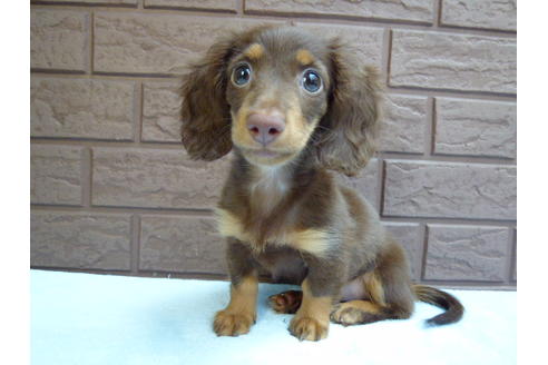 成約済の埼玉県のカニンヘンダックスフンド-35764の1枚目