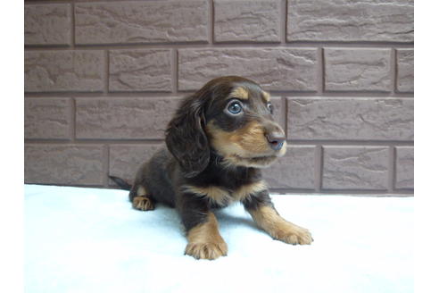 成約済の埼玉県のミニチュアダックスフンド-35765の3枚目