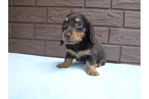 成約済の埼玉県のミニチュアダックスフンド-35765の2枚目