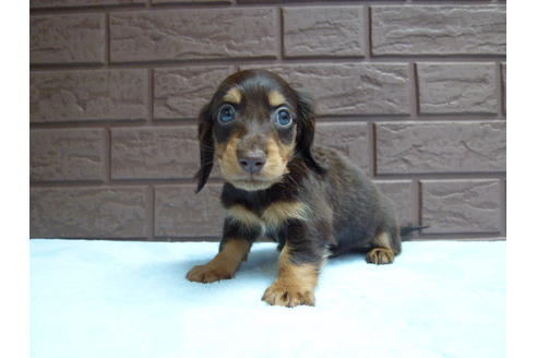 成約済の埼玉県のミニチュアダックスフンド-35765の1枚目