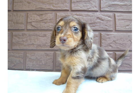 成約済の埼玉県のミニチュアダックスフンド-35544の3枚目