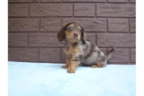 成約済の埼玉県のミニチュアダックスフンド-35544の2枚目