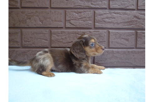 成約済の埼玉県のミニチュアダックスフンド-35544の1枚目