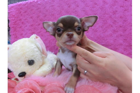 成約済の京都府のチワワ(スムースコート)-35836の3枚目