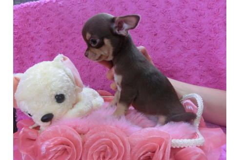 成約済の京都府のチワワ(スムースコート)-35836の2枚目