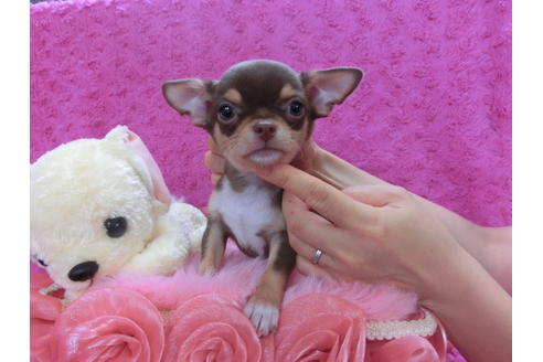 成約済の京都府のチワワ(スムースコート)-35836の1枚目