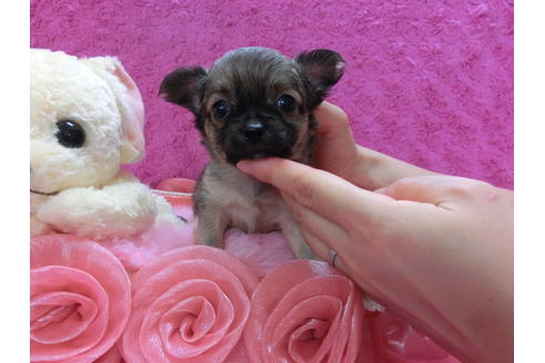 成約済の京都府のチワワ(ロングコート)-35837の3枚目