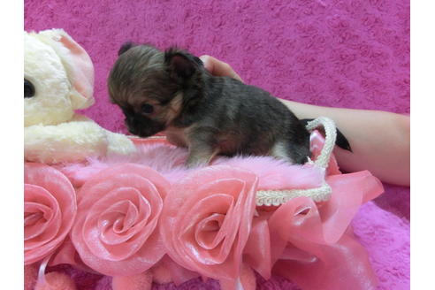 成約済の京都府のチワワ(ロングコート)-35837の2枚目