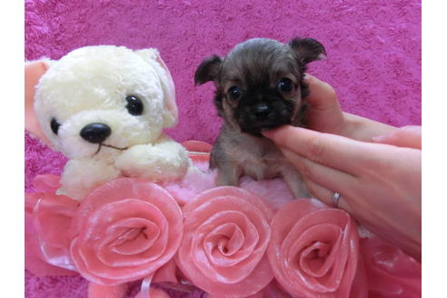 成約済の京都府のチワワ(ロングコート)-35837の1枚目