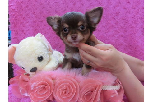 成約済の京都府のチワワ-35839の3枚目