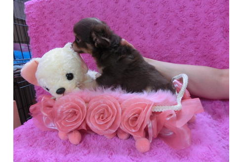 成約済の京都府のチワワ-35839の2枚目