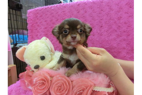 成約済の京都府のチワワ-35839の1枚目