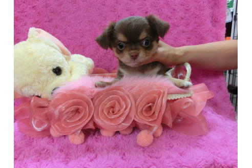 成約済の京都府のチワワ-35840の3枚目