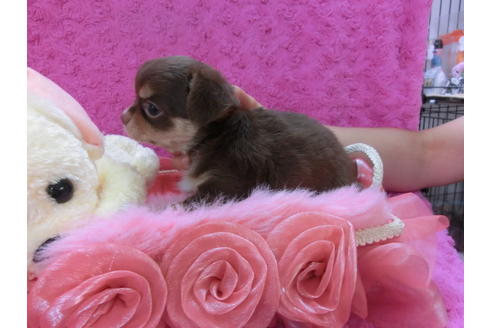 成約済の京都府のチワワ-35840の2枚目