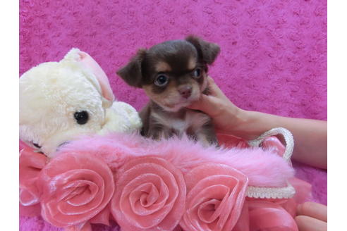 成約済の京都府のチワワ-35840の1枚目