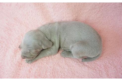 成約済の奈良県のワイマラナー-35845の1枚目