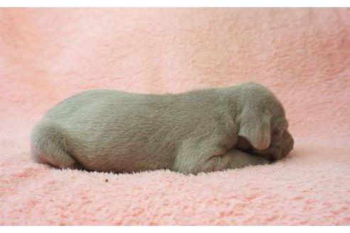 成約済の奈良県のワイマラナー-35845の2枚目