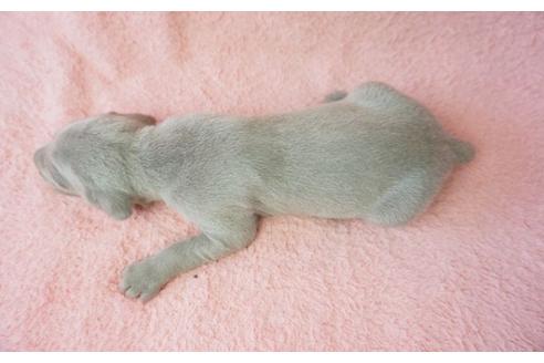 成約済の奈良県のワイマラナー-35846の1枚目