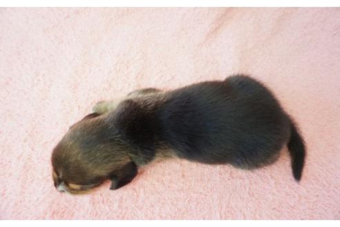 成約済の奈良県のビーグル-35849の3枚目
