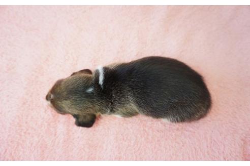 成約済の奈良県のビーグル-35850の4枚目