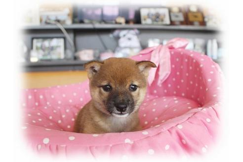 成約済の大阪府の柴犬-35860の5枚目