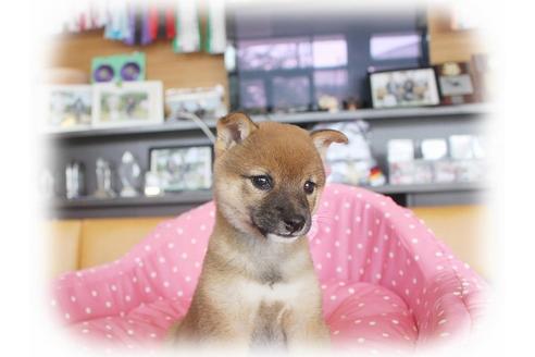 成約済の大阪府の柴犬-35860の2枚目