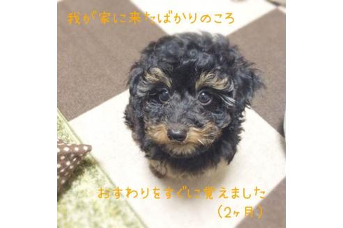 成約済の神奈川県のトイプードル-35867の3枚目