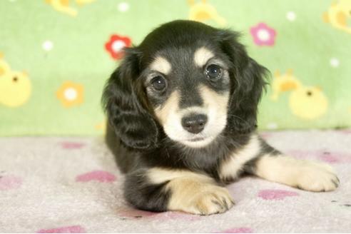 成約済の兵庫県のミニチュアダックスフンド-34593の3枚目