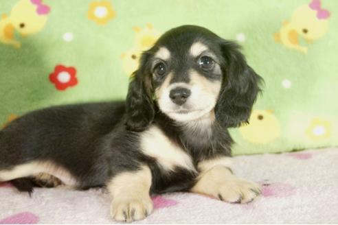 成約済の兵庫県のミニチュアダックスフンド-34593の4枚目