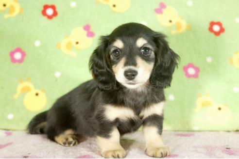 成約済の兵庫県のミニチュアダックスフンド-34593の1枚目