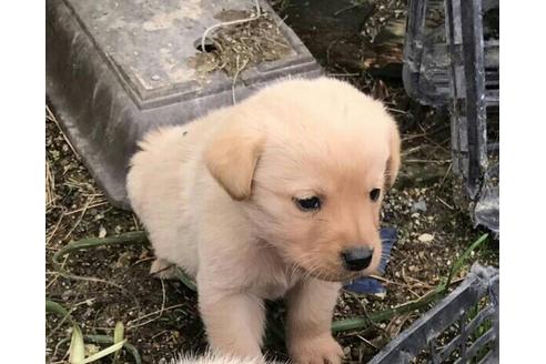 成約済の山口県のゴールデンレトリーバー-35885の1枚目