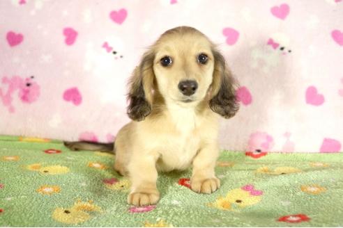 成約済の兵庫県のミニチュアダックスフンド-33794の3枚目