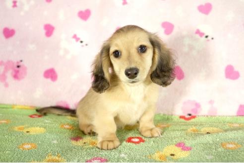 成約済の兵庫県のミニチュアダックスフンド-33794の4枚目