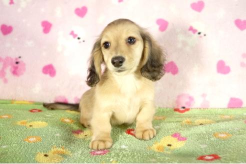 成約済の兵庫県のミニチュアダックスフンド-33794の1枚目