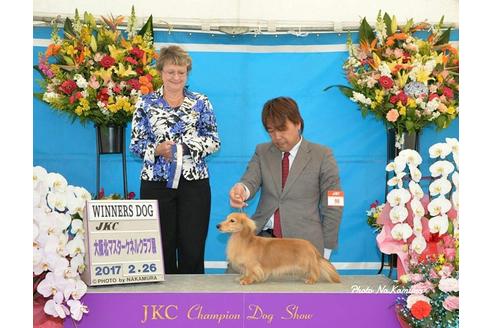 成約済の兵庫県のミニチュアダックスフンド-33794の2枚目