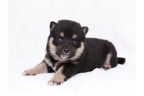 成約済の栃木県の柴犬-35921の2枚目