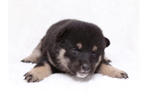 成約済の栃木県の柴犬-35922の1枚目