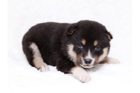 成約済の栃木県の柴犬-35923の2枚目