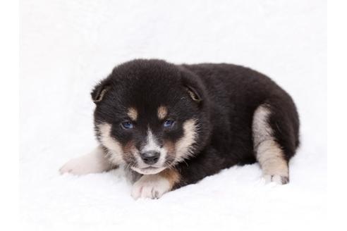 成約済の栃木県の柴犬-35923の3枚目
