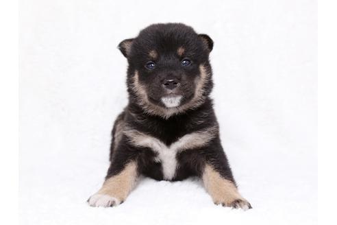 成約済の栃木県の柴犬-35924の3枚目