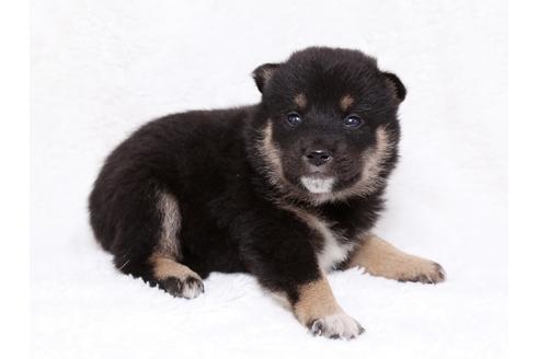 成約済の栃木県の柴犬-35924の1枚目