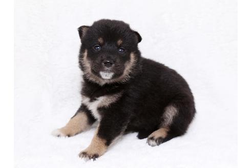 成約済の栃木県の柴犬-35924の2枚目